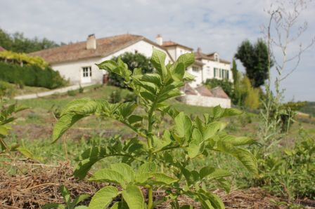 Avant les doryphores