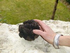 Belle truffe noire