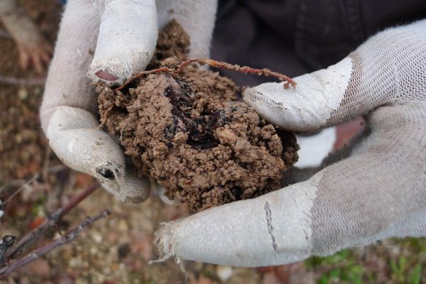 Séjour Découverte de la Truffe – Image 6