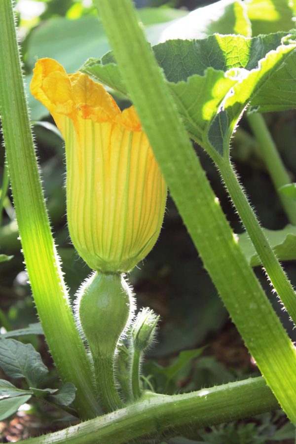 Ratatouille bio du domaine – Image 8