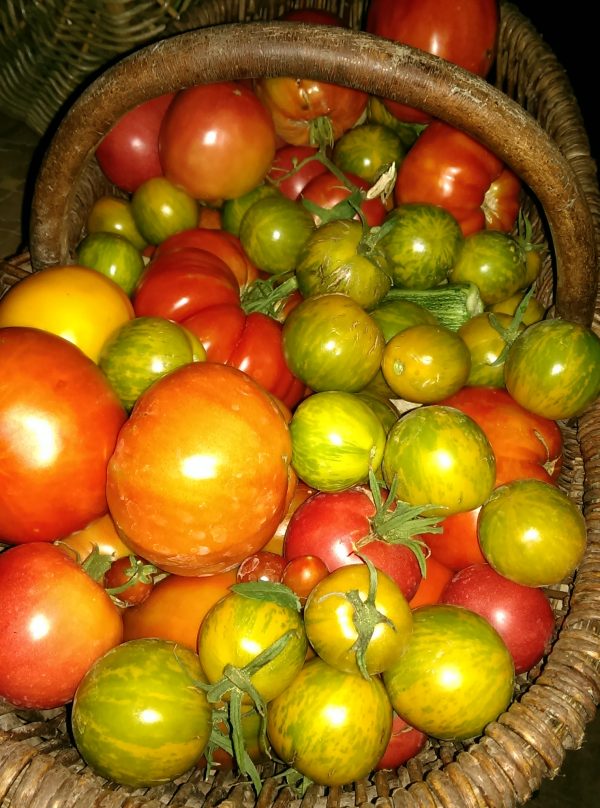Octobre Rouge, concentré de tomates bio de plein air – Image 4