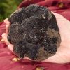 Pelures de Truffes – Image 6