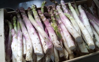La culture de l'asperge à la mode de chez nous