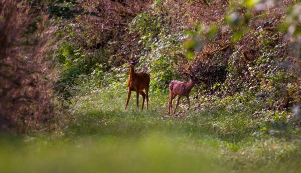 Coffret Séjour Nature – Image 10