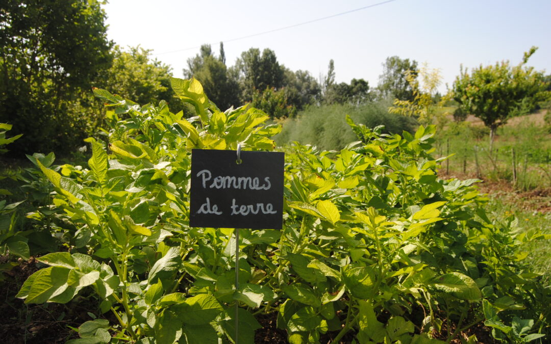 Notre recette de purée de pomme de terre très spéciale