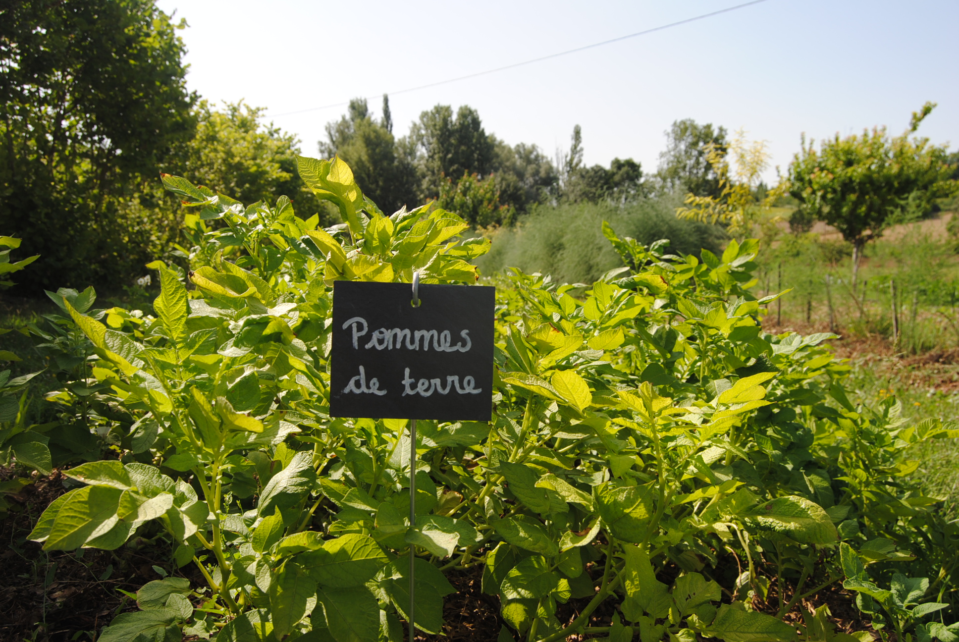 Notre recette de purée de pomme de terre très spéciale