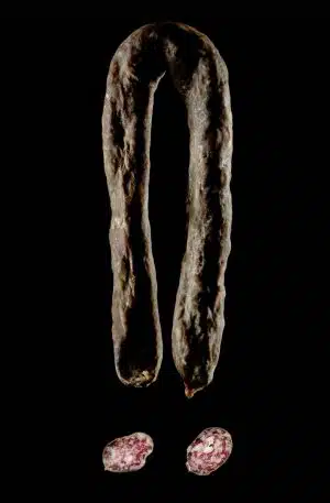 Saucisse de Porc Gascon