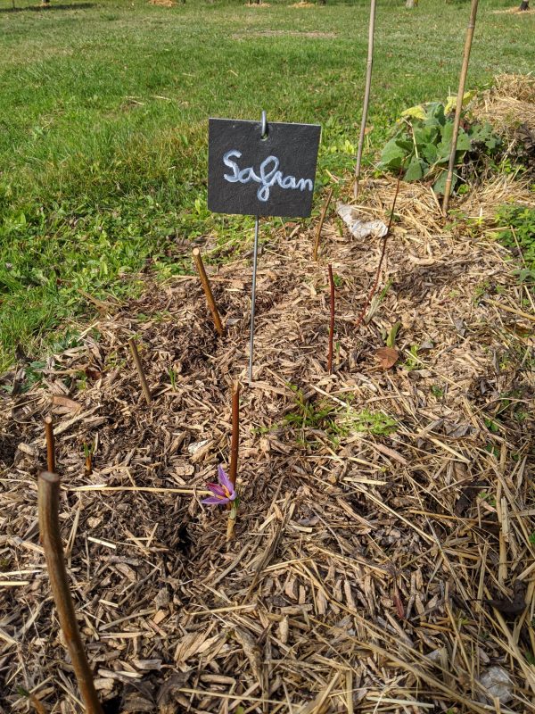 Foie gras mi-cuit au safran – Image 3