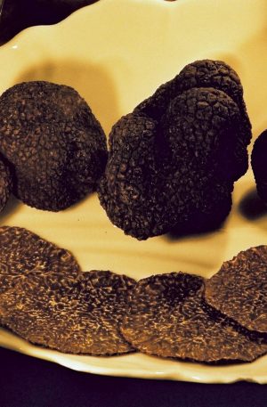Truffe noire fraîche Tuber Melanosporum