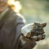 Pelures de Truffes – Image 4