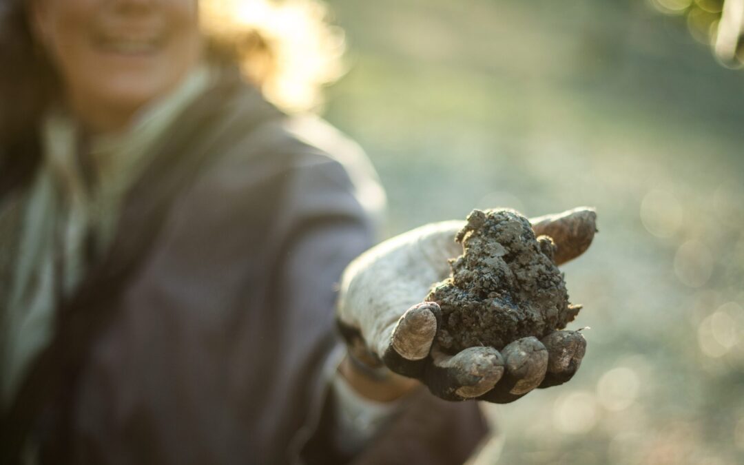 La truffe et le territoire