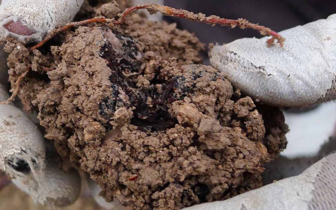 Truffe ou arôme de truffe "dit naturel", il faut choisir.