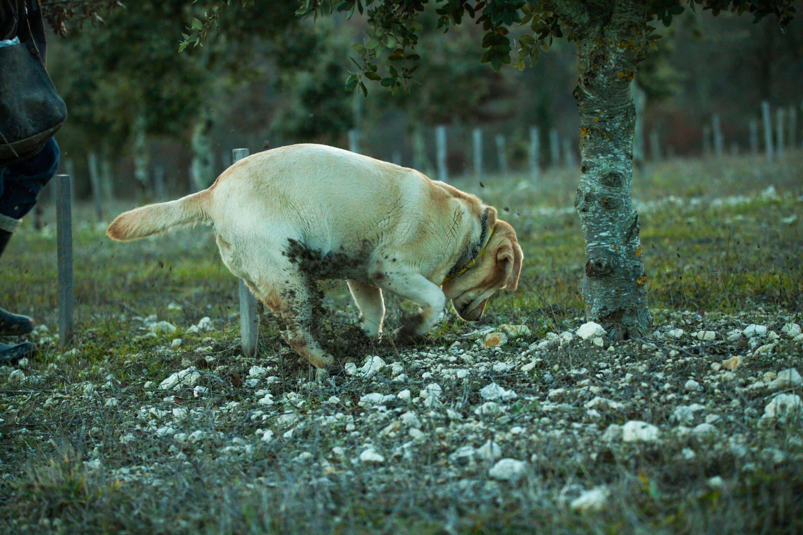 La Truffe du Coin  De la terre à la table