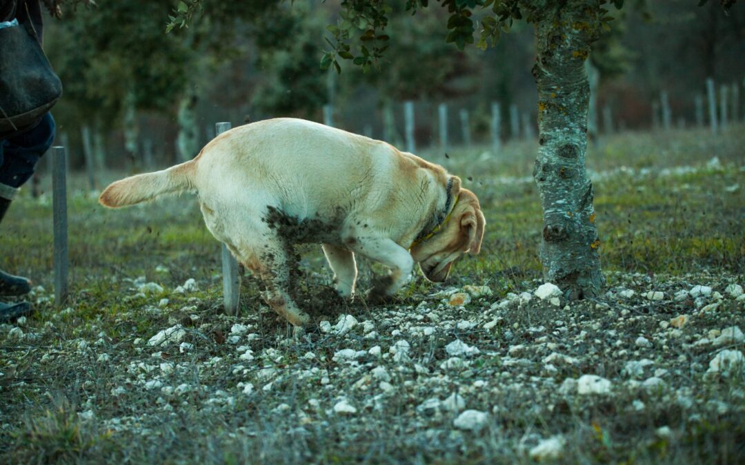 Truffe : 3 erreurs qui coûtent cher