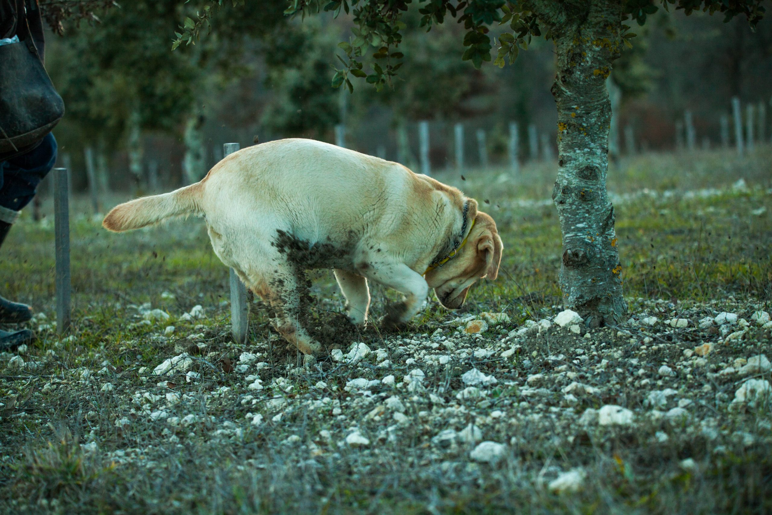 Truffe : 3 erreurs qui coûtent cher