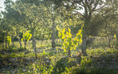 Naissance d'un vignoble