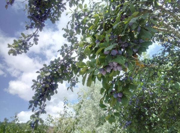 Prune d'ente – Image 2