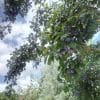 Prune d'ente – Image 2