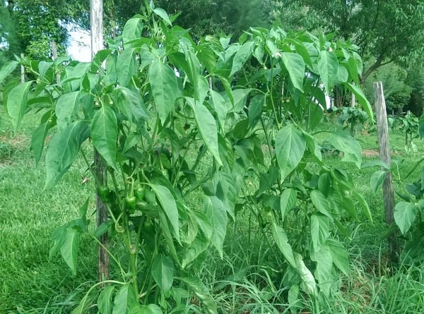 Poivronade bio – Image 2
