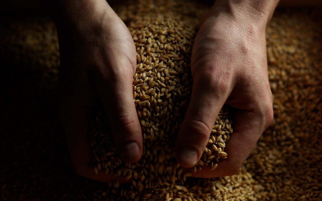 Petit-épeautre ou engrain Triticum monococcum