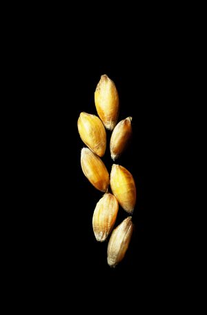 Petit-Epeautre Bio
