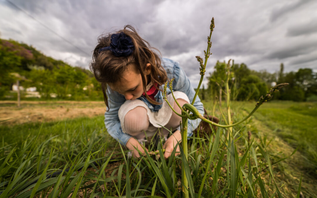 ﻿À la pointe de l’asperge