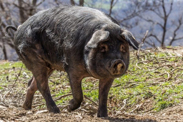 Séjour La cuisine diététique du cochon, au fil des saisons – Image 2