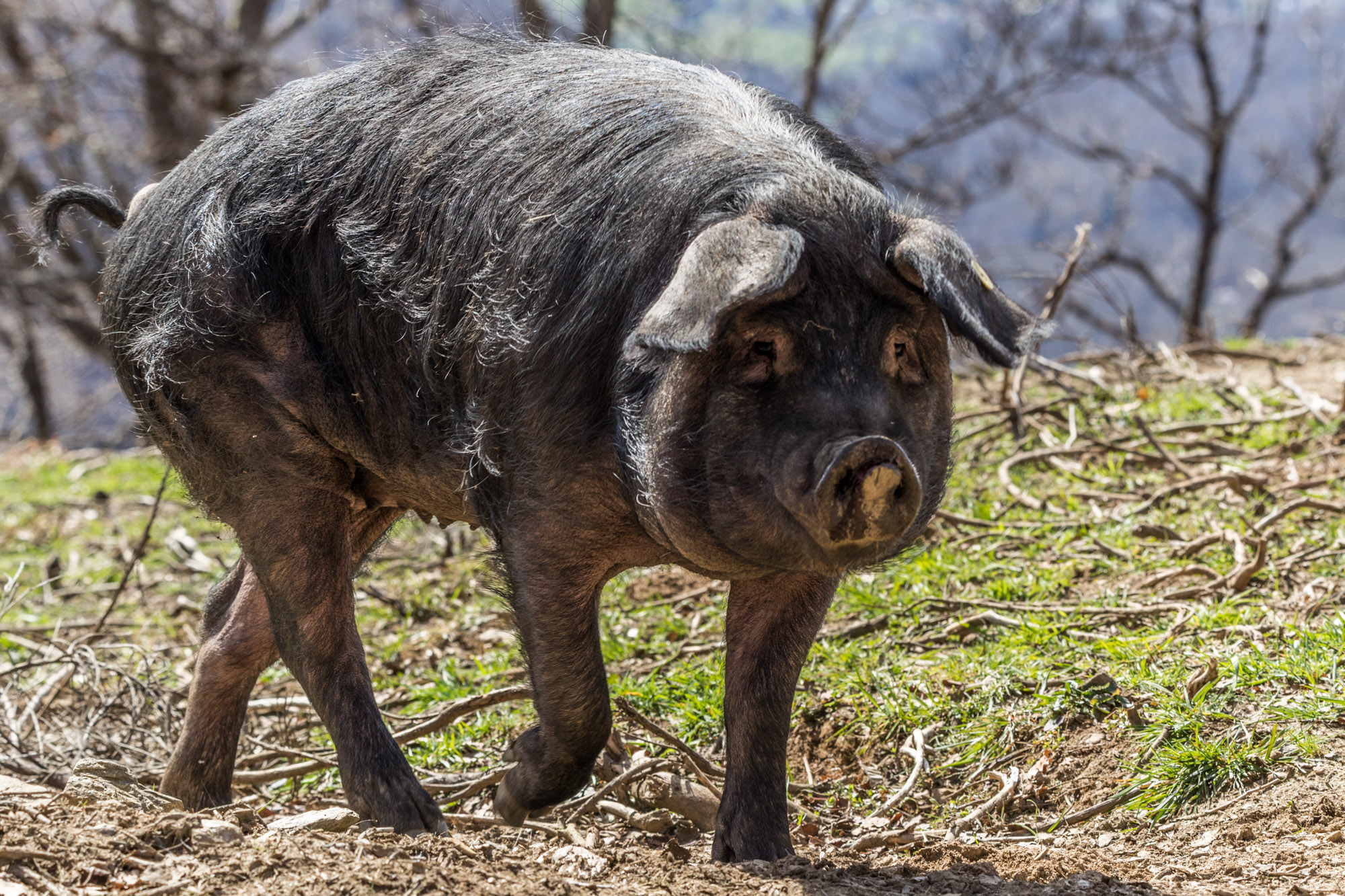 Le Porc Gascon : un cochon d'exception