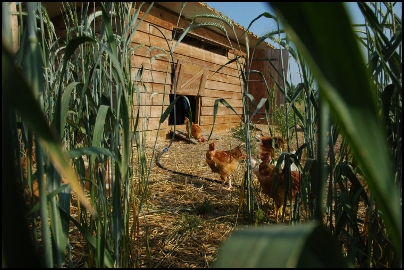 Le silence des poulets