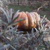 Soupe de citrouille bio – Image 2