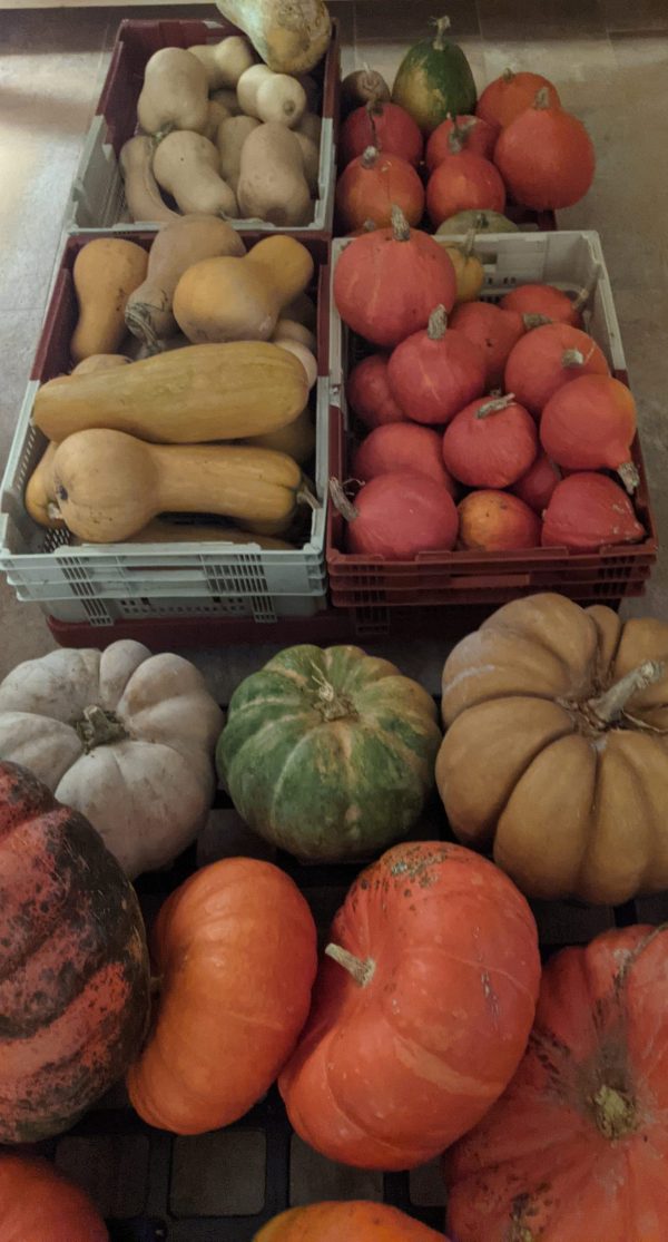 Purée de Butternut bio – Image 7