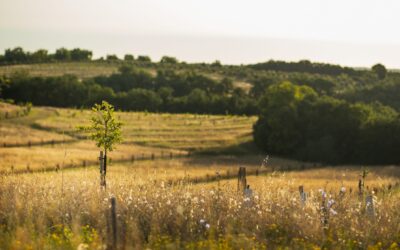 Ce que l’agriculture peut nous apprendre sur le Covid
