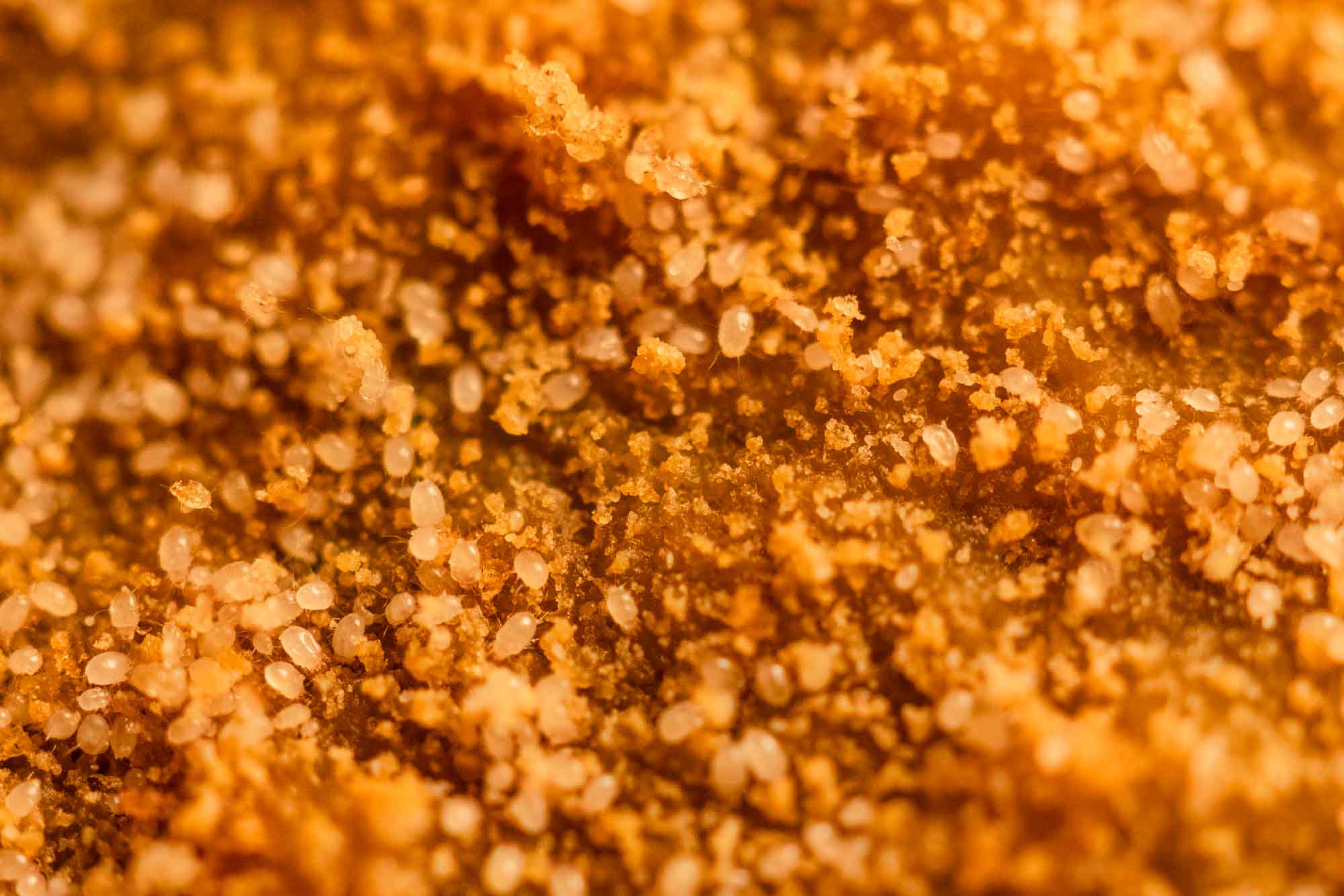 Macro : Artisons sur jambon