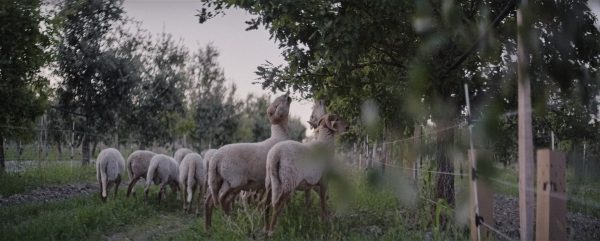 L'Agneau des Truffières livré prêt à cuisiner