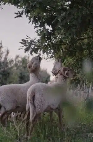 L'Agneau des Truffières livré prêt à cuisiner