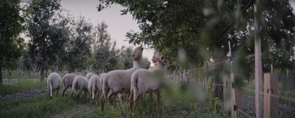 L'Agneau des Truffières livré prêt à cuisiner
