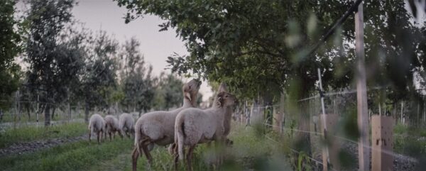 L'Agneau des Truffières livré prêt à cuisiner – Image 3