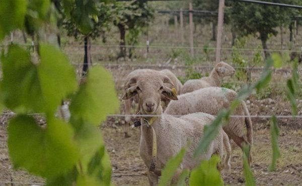 L'Agneau des Truffières livré en carcasse – Image 5