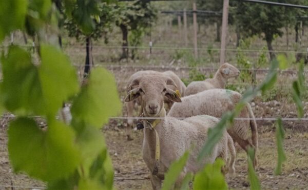 L'Agneau des Truffières livré prêt à cuisiner – Image 4