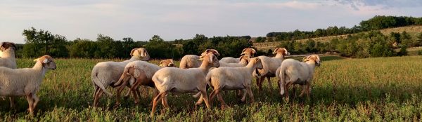 L'Agneau des Truffières livré en carcasse – Image 2