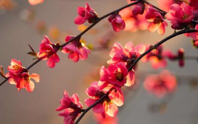 Nourrissez vous de l'odeur de l'air