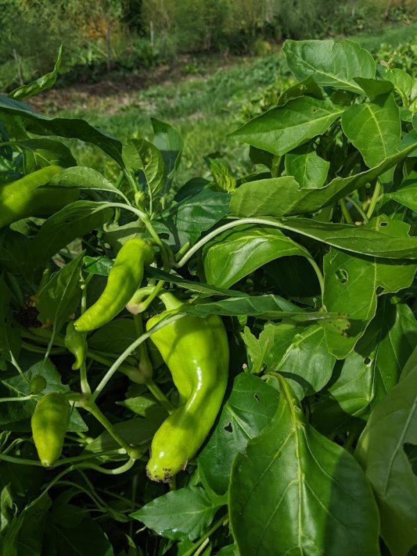 Poivronade bio – Image 6