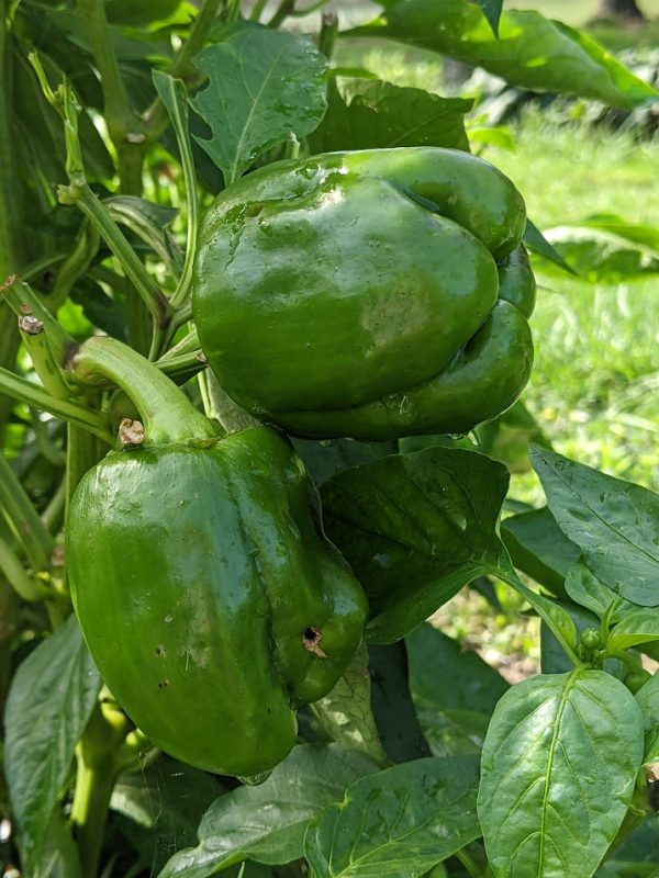 Poivronade bio – Image 5