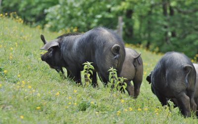 Une histoire de cochon