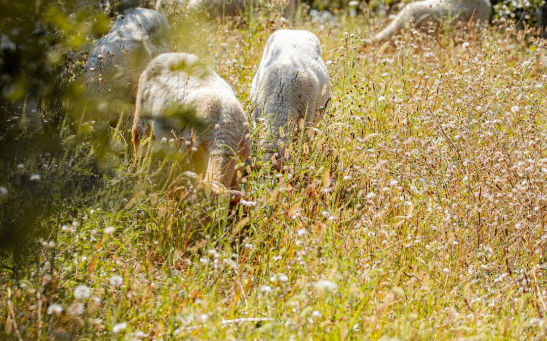 L'agneau confidentiel de la Maison Duler