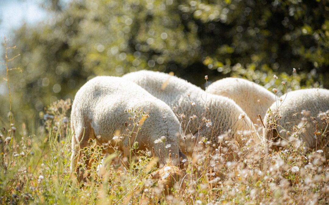 L'Agneau des Truffières