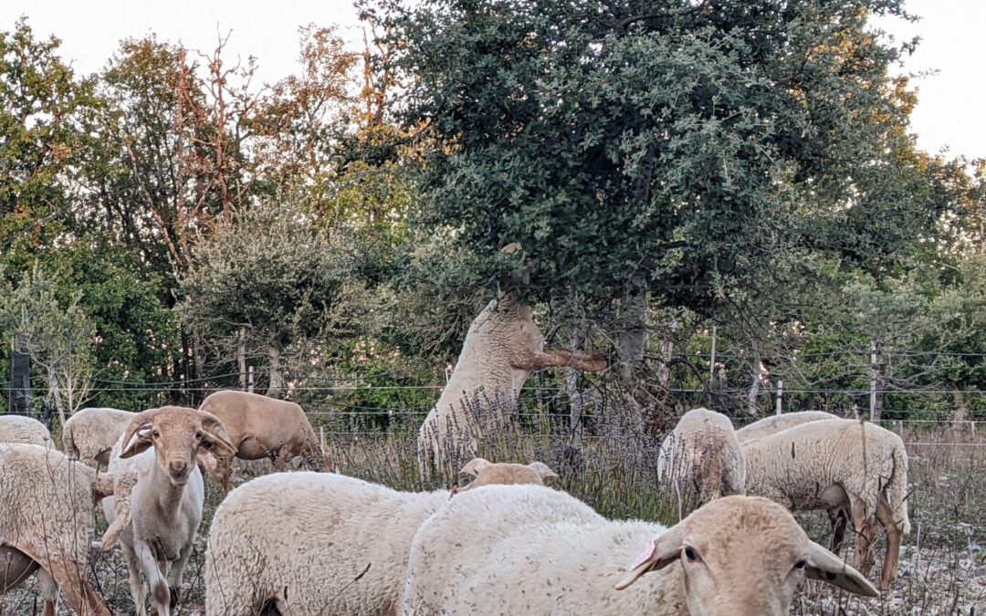 Transhumance à Saint-Géry