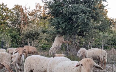 Transhumance à Saint-Géry