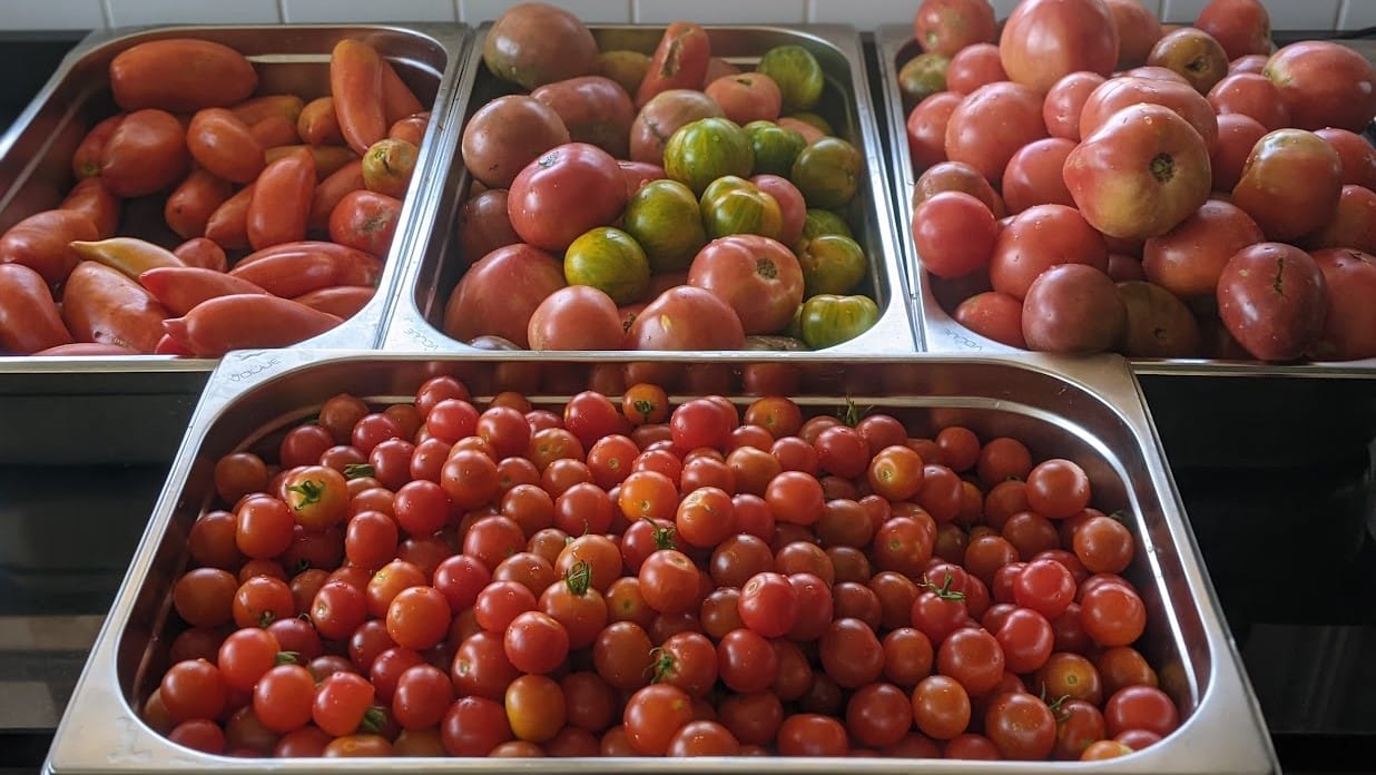 Comment reconnaitre une bonne tomate ?