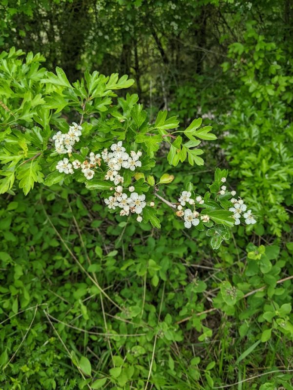 Miel des Truffières – Image 9